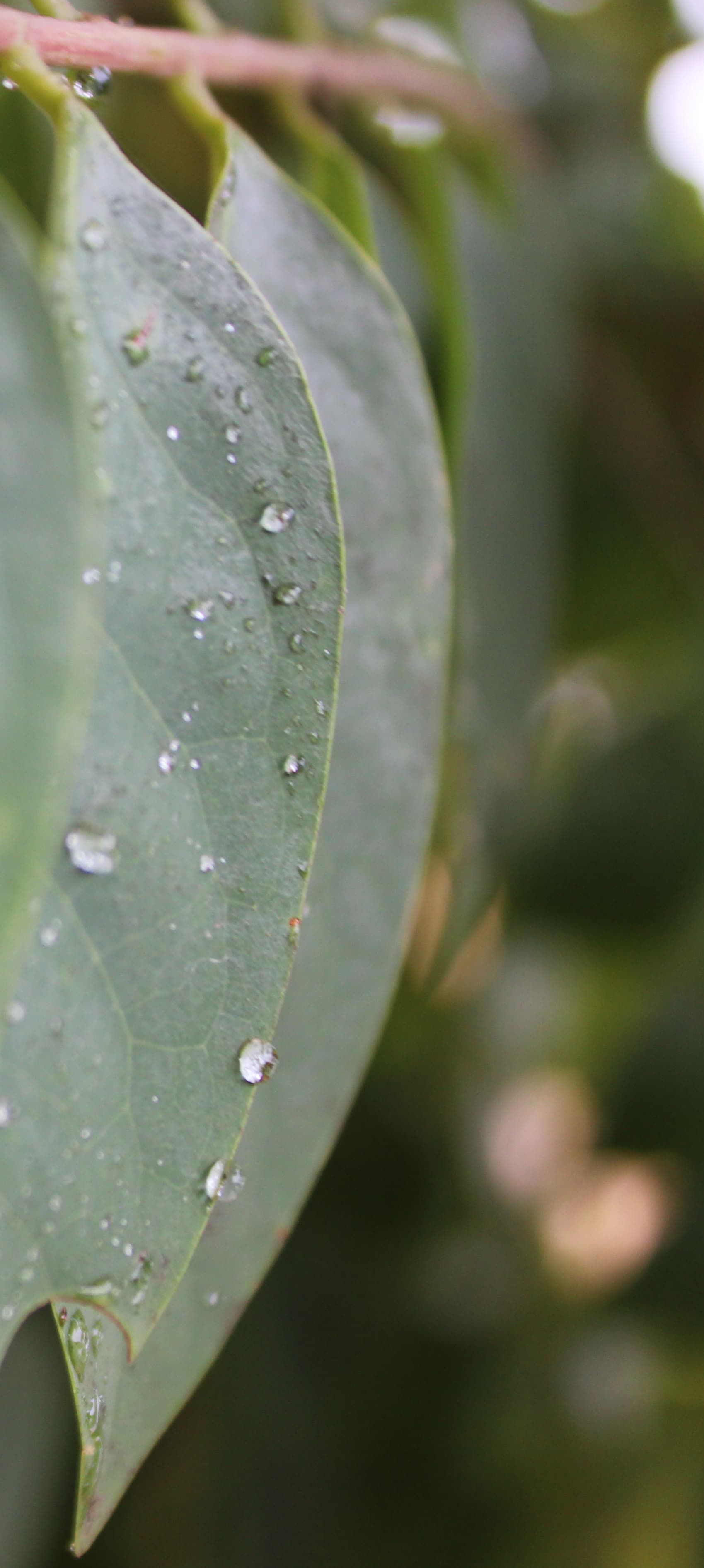 LEAF
